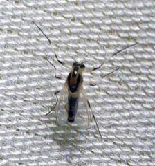 Cricotopus sylvestris