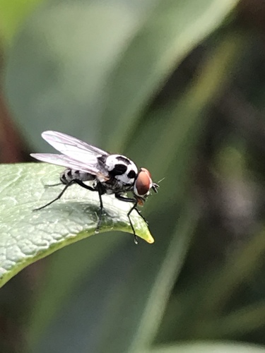 Anthomyia procellaris, Abdijlaan, Berkel-Enschot, North Brabant, NL, photo 8 of 10