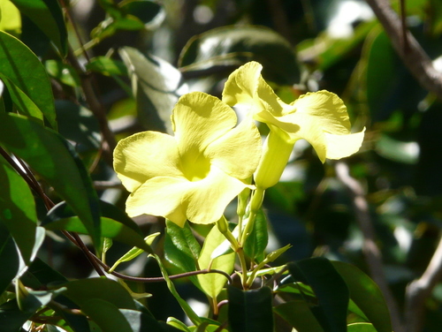 Image of Pentalinon luteum by no rights reserved