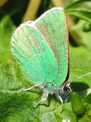 Callophrys viridis
