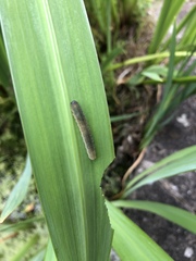 Rhadinoceraea micans