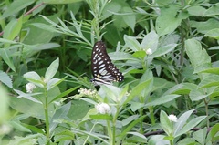 Graphium chironides