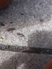 Formicidae