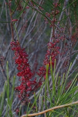 Hakea orthorrhyncha