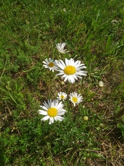 Leucanthemum vulgare