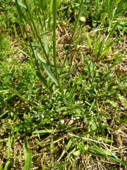 Leucanthemum vulgare