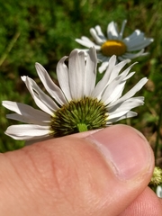 Leucanthemum vulgare