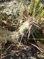 Opuntia polyacantha