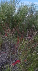 Hakea orthorrhyncha