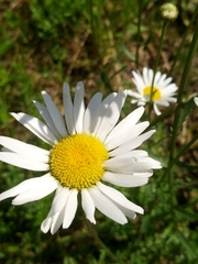 Leucanthemum vulgare