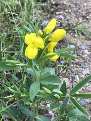 Thermopsis