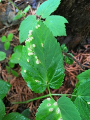 Puccinia aegopodii