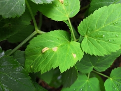 Puccinia aegopodii