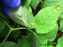 Puccinia aegopodii
