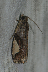 Statherotis discana