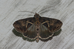 Lophoptera illucida