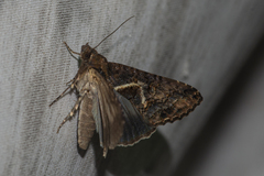 Lophoptera illucida
