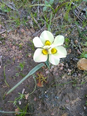 Moraea tricolor