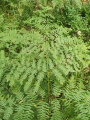 Pteridium aquilinum