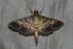 Ategumia