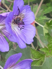 Apis mellifera