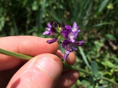Medicago sativa