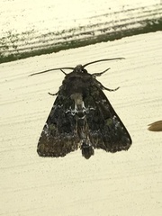 Euplexia benesimilis