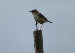 Cisticola juncidis