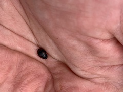 Sphaeridium scarabaeoides