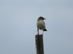 Cisticola juncidis
