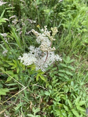 Filipendula ulmaria