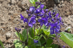 Veronica grandiflora