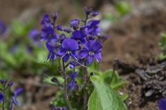 Veronica grandiflora