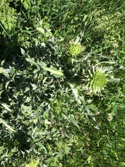 Carduus nutans