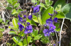 Veronica grandiflora
