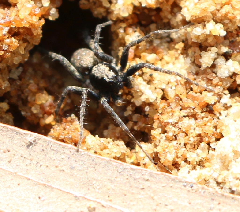 Wadicosa quadrifera