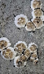 Austrominius modestus