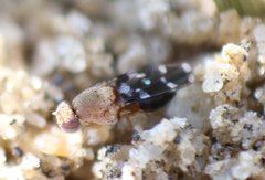Actocetor indicus