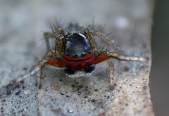 Stenaelurillus lesserti