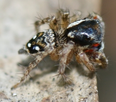 Stenaelurillus lesserti