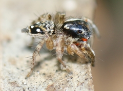 Stenaelurillus lesserti