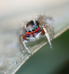 Stenaelurillus lesserti