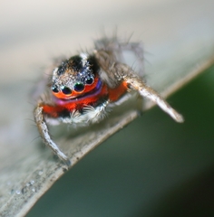 Stenaelurillus lesserti