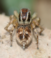Stenaelurillus lesserti