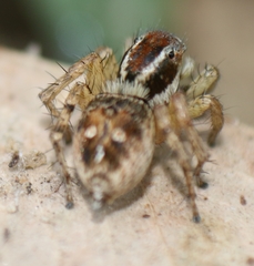 Stenaelurillus lesserti