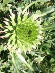 Carduus nutans