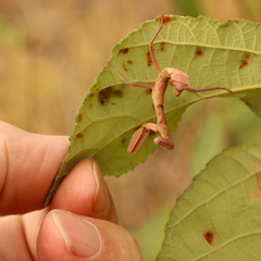Sphodropoda quinquedens
