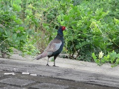 Phasianus versicolor