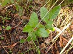 Olearia grandiflora