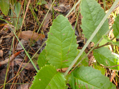 Olearia grandiflora
